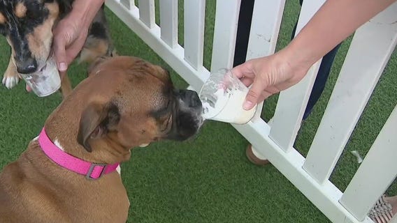 Yappy Hour at Desert Ridge Marketplace