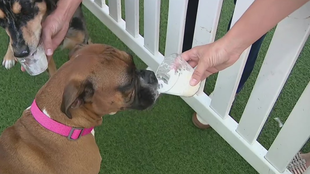 Yappy Hour at Desert Ridge Marketplace