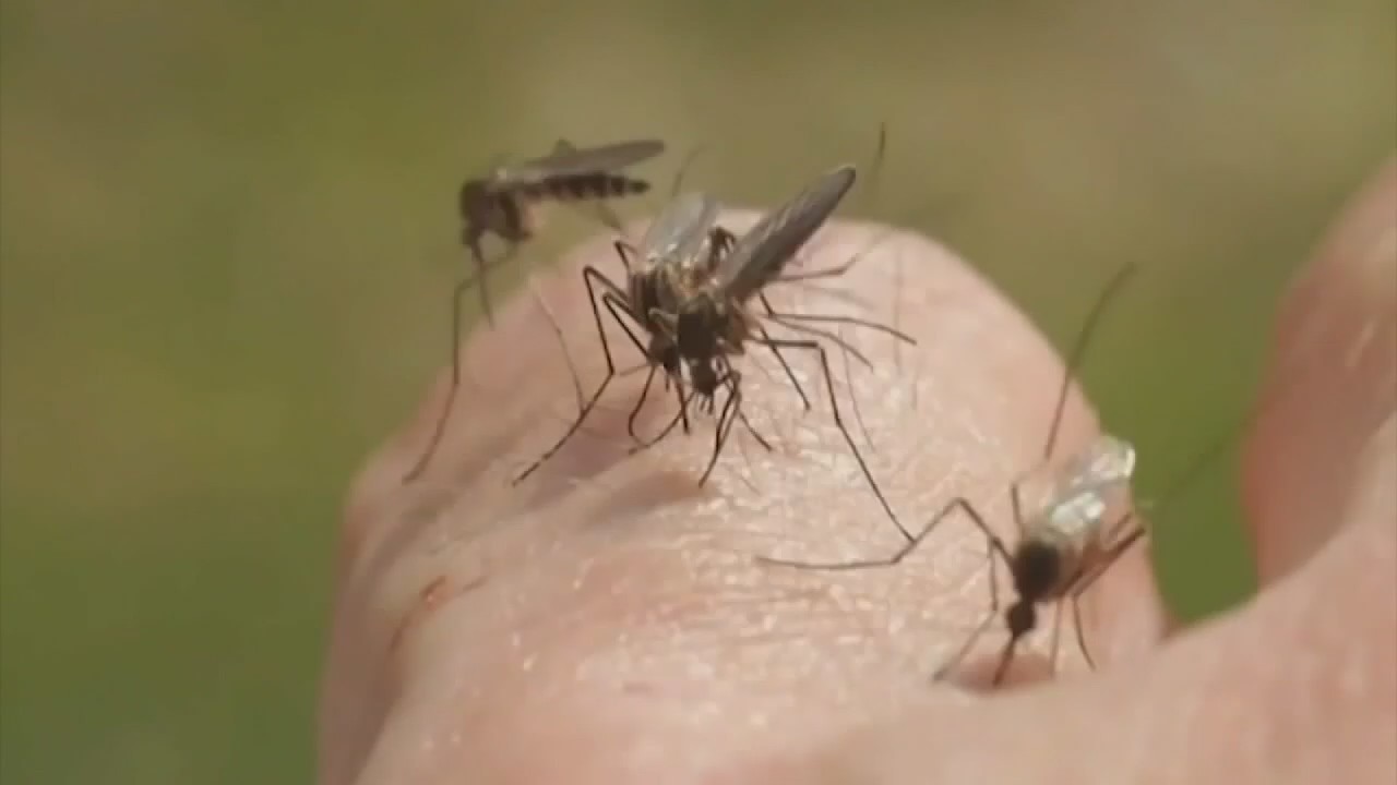 Heightened concerns for mosquito-borne viral diseases this summer