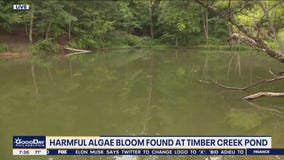 Algae bloom grows into a health advisory for Timber Creek Pond