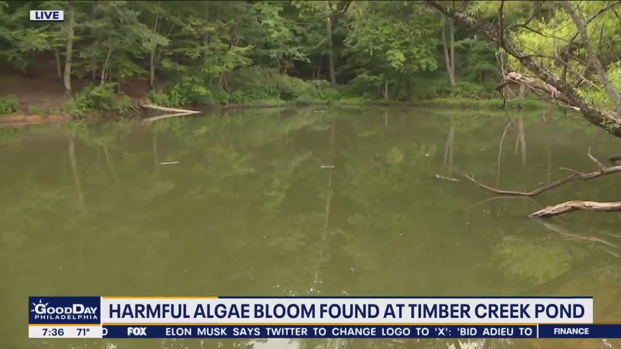 Algae bloom grows into a health advisory for Timber Creek Pond
