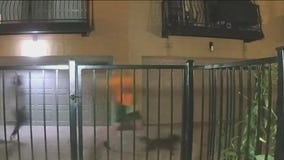 Man beaten with golf club in Chicago