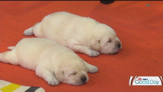 How to choose the right dog for your family