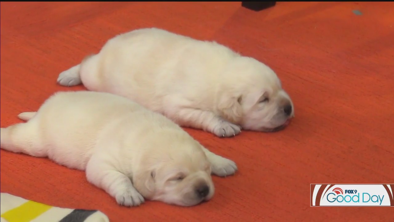 How to choose the right dog for your family