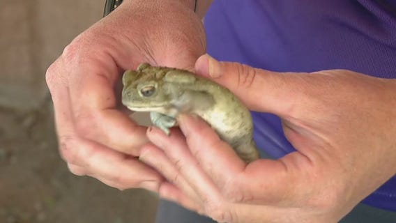 International Amphibian Week