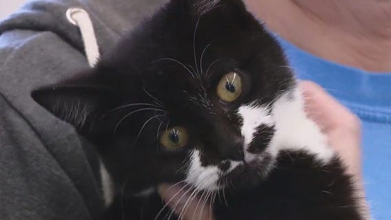 Cat of the Weekend: Wonky at WCRAS