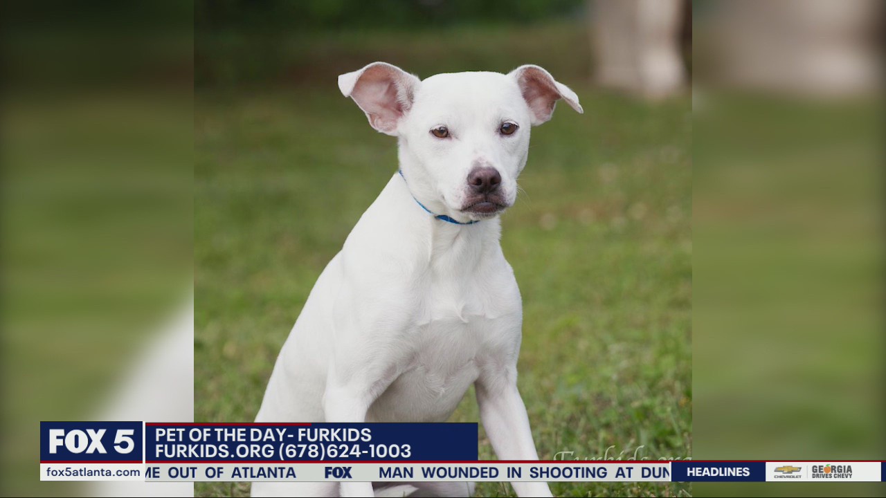 Pets of the day from FurKids Atlanta