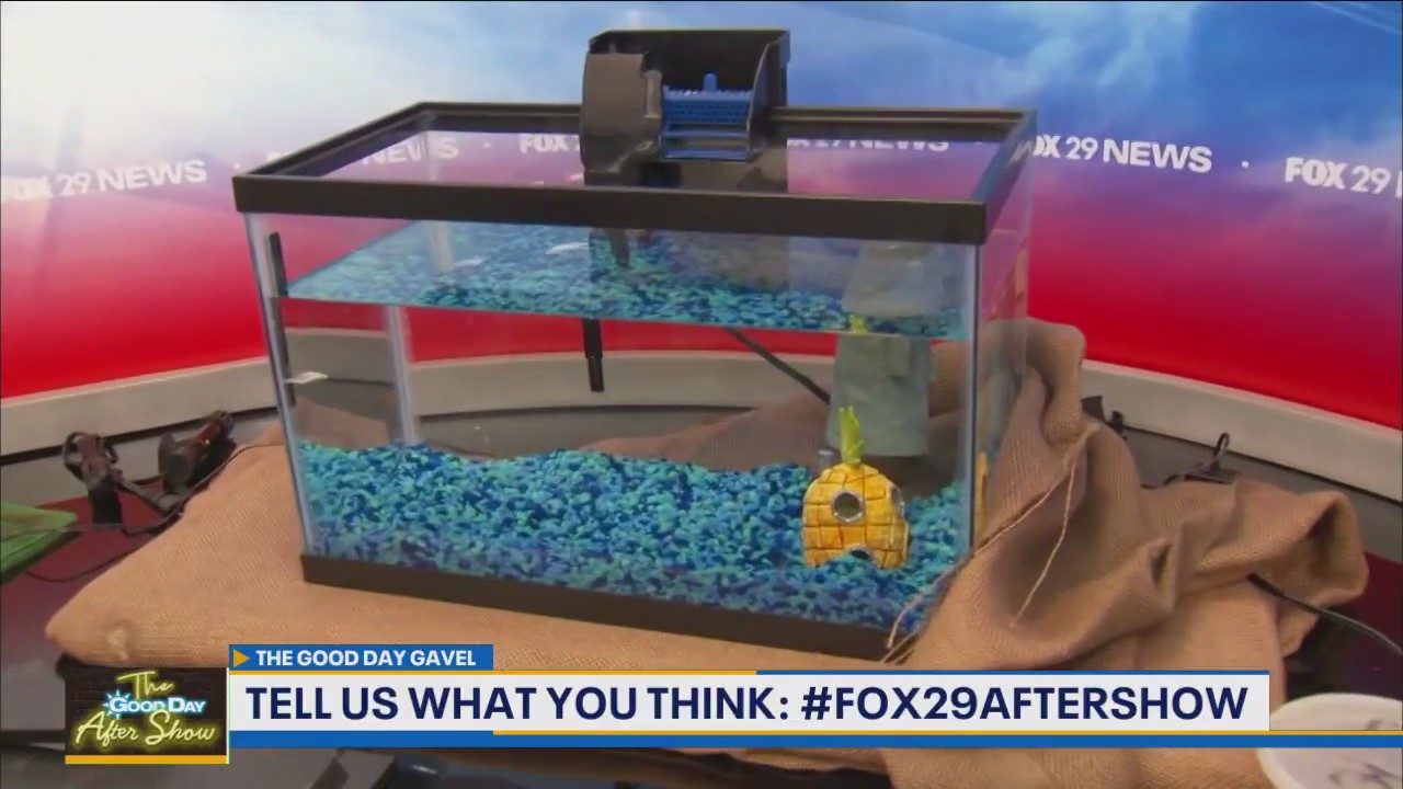 Good Day Gavel: Who's responsible for the death of Phin the fish?