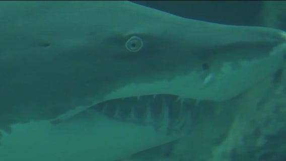 Scientists test shark bite resistant wetsuits