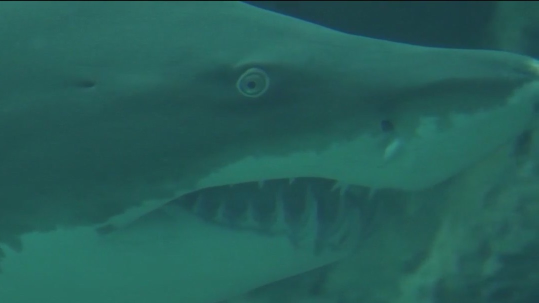 Scientists test shark bite resistant wetsuits