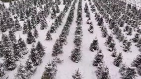 Richardson Christmas Tree Farm spruces up for the holidays