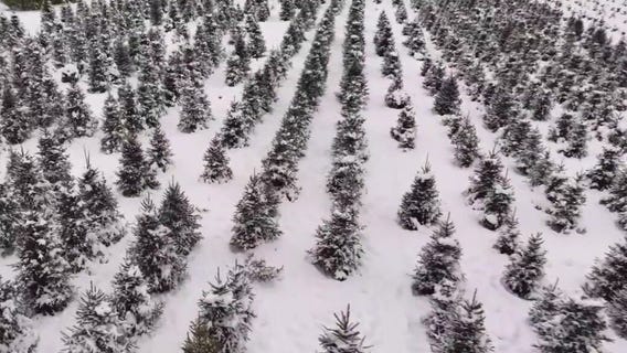 Richardson Christmas Tree Farm spruces up for the holidays