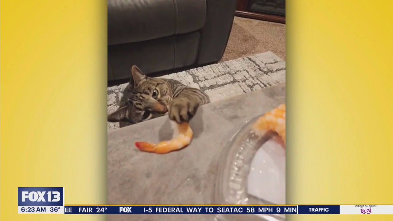 Pet Tricks for Friday, January 17