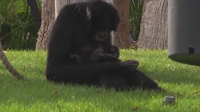 Animal moms at Phoenix Zoo get extra love