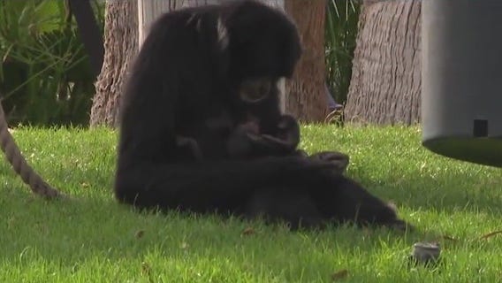 Animal moms at Phoenix Zoo get extra love