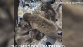 Baby raccoons rescued from chimney