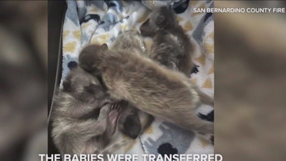 Baby raccoons rescued from chimney