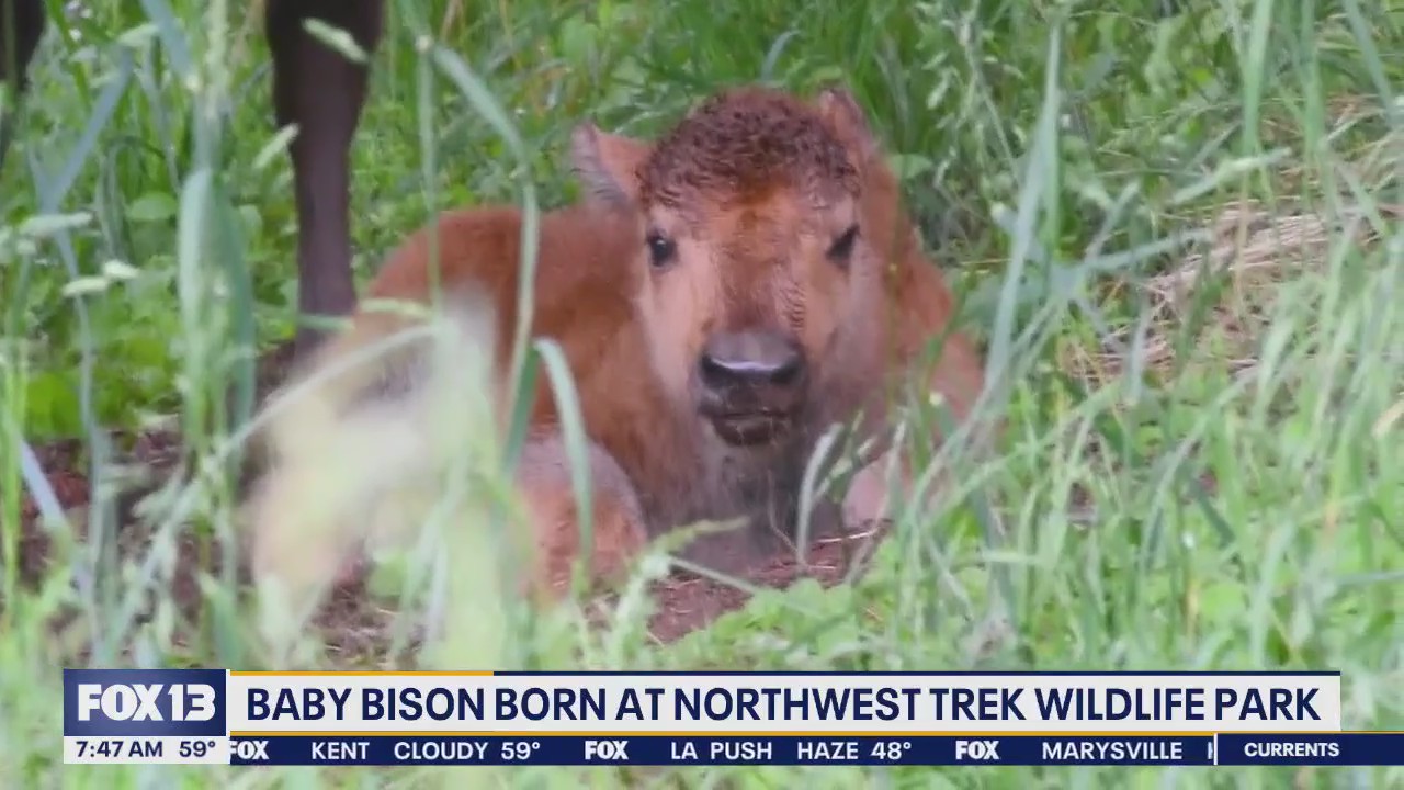 Baby Bison born at Northwest Trek Wildlife Park