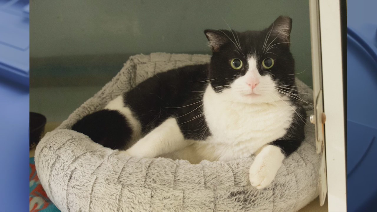 Pet of the Day from PAWS Atlanta