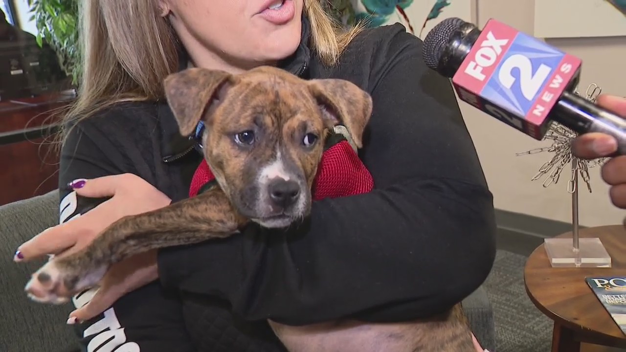 Back-to-school is an adjustment for our dogs, too