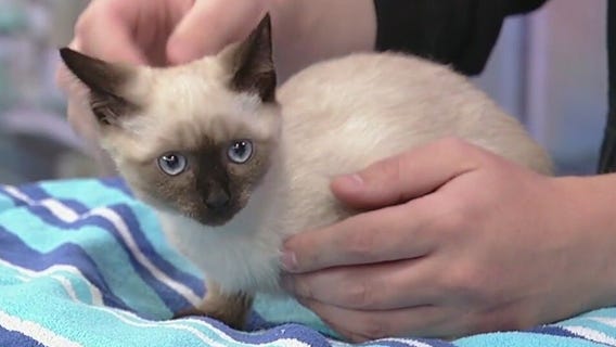 Meet Regan: Our Pet of the Day