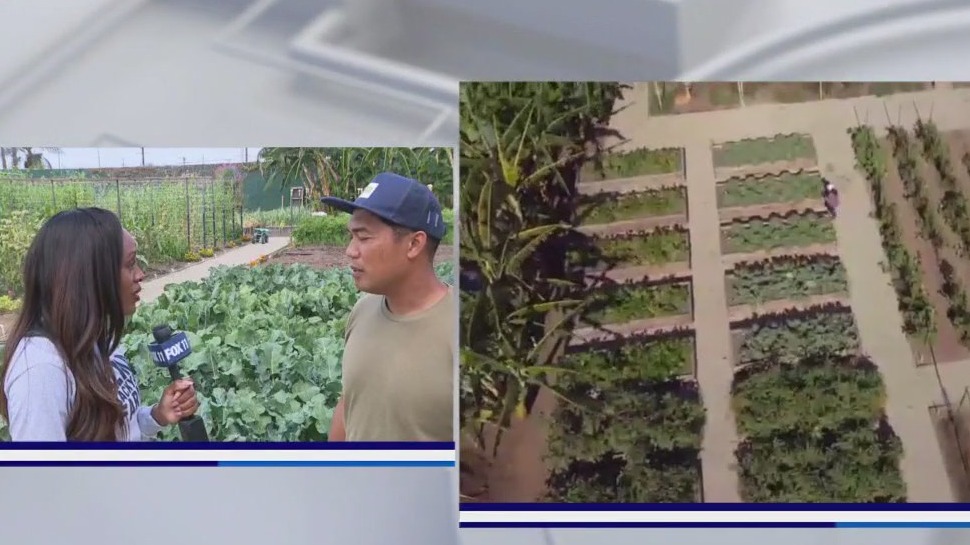 Alma Farms offering healthy, affordable food