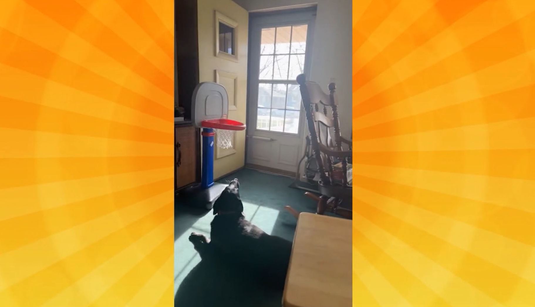 Good Day Pet Tricks for Jan. 11