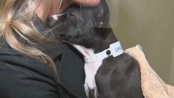 Vet shortage looming: 75 million US pets could be without veterinary care by 2030