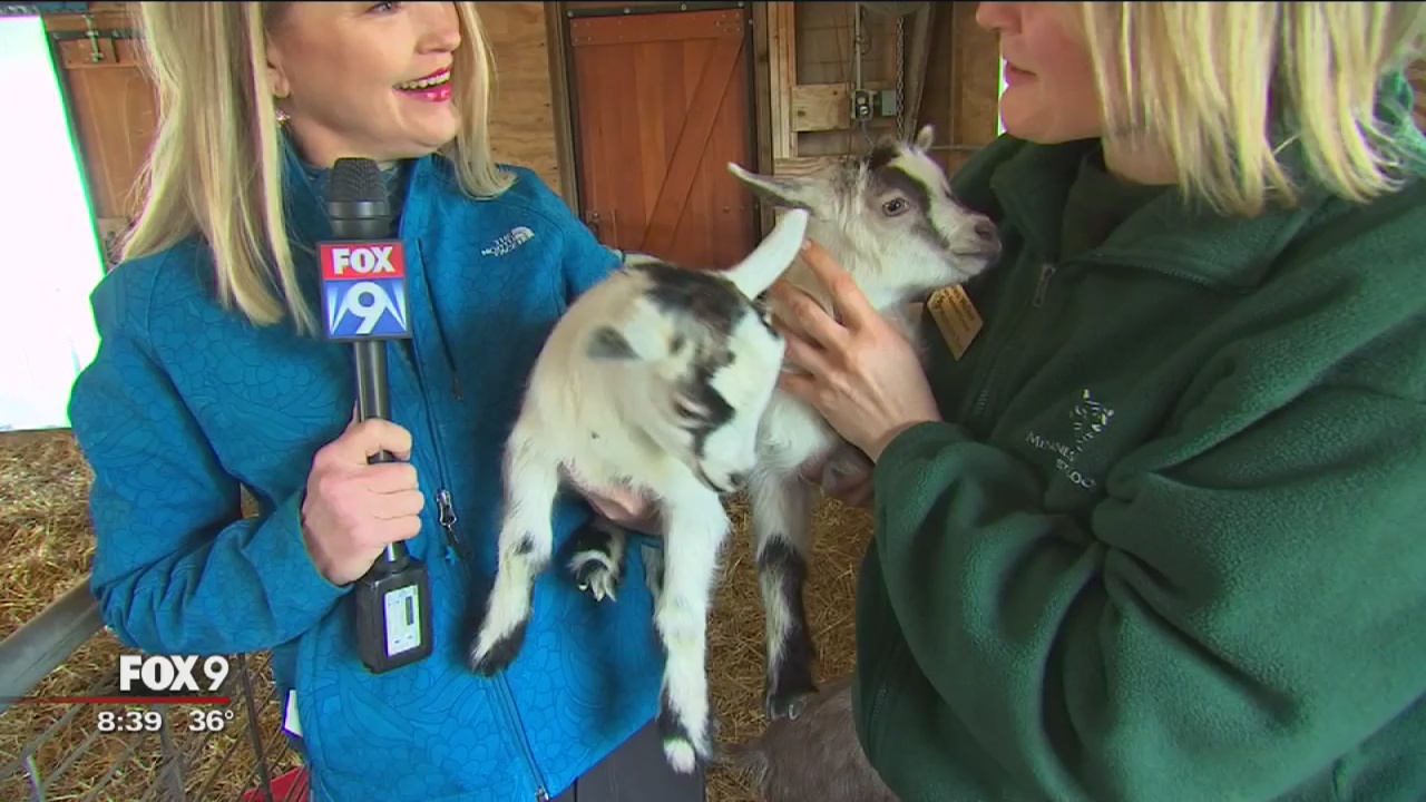 'Farm Babies' cuteness takes over Minnesota Zoo