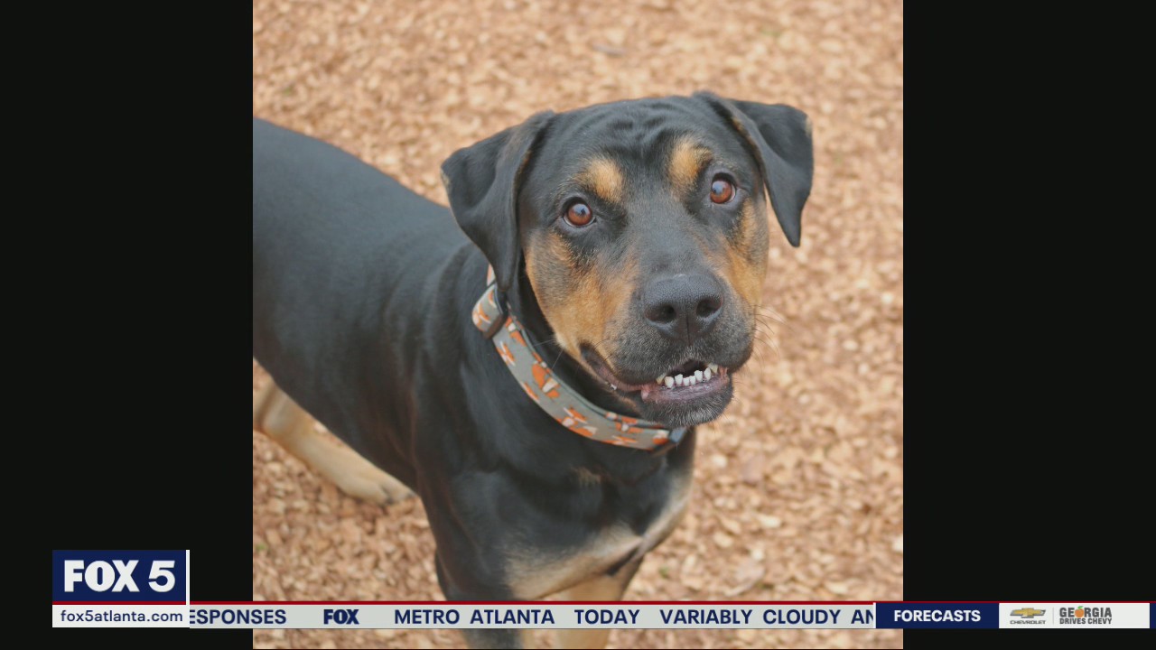 Pet of the Day from the Humane Society of Northeast Georgia