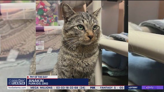 Pets of the Day from FurKids