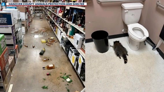 Drunk raccoon and collapsing Thanksgiving wrap up the Rundown