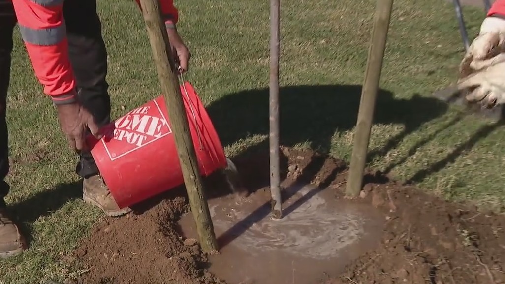 SRP, city leaders look to add more trees that are clear from powerlines in new program