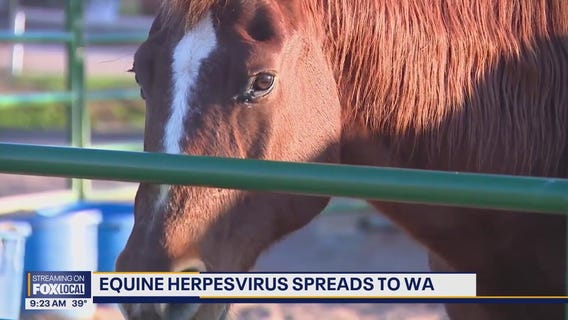 Equine herpesvirus in horses spreads to WA