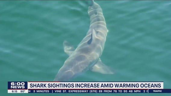 Shark sightings have increased as ocean waters warm