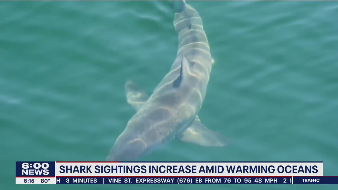 Shark sightings have increased as ocean waters warm