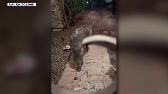 Javelinas gobble up Girl Scout cookies