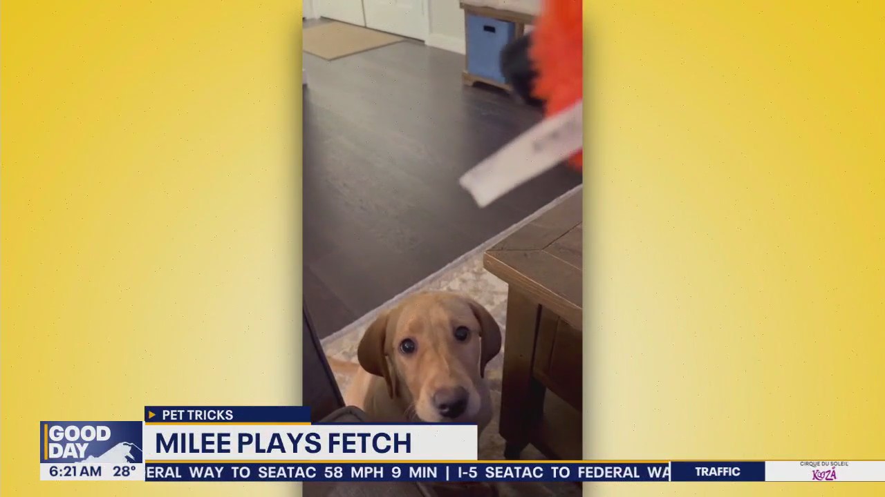 Pet Tricks for Wednesday, January 22