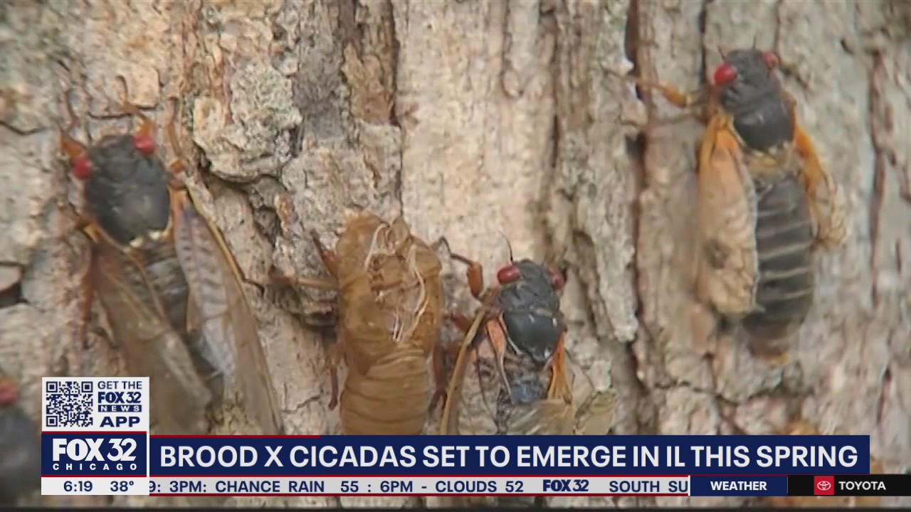 Brood X cicadas emerging in Illinois this spring