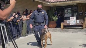 Beloved K9 officer back on the job after being stabbed by suspect