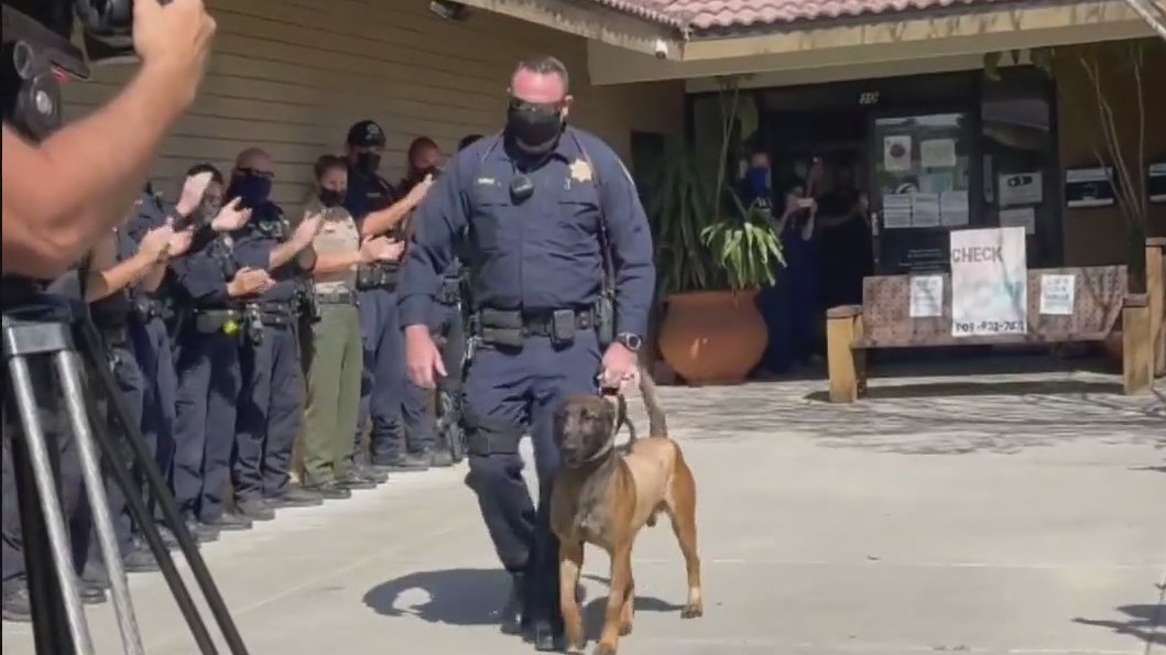 Beloved K9 officer back on the job after being stabbed by suspect