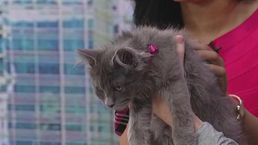 Meet Gizmo: Our Pet of the Day