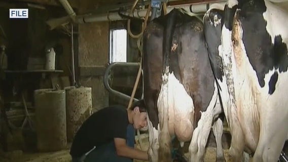 21 sickened by raw milk in Florida; source still unknown