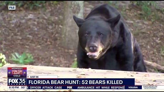 Florida bear hunt: 52 black bears killed, FWC says