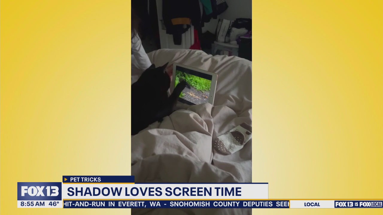 Good Day Pet Tricks for Friday, Nov. 7