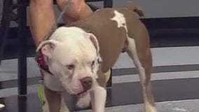 Austin Animal Center introduces Gus