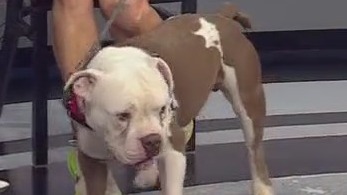 Austin Animal Center introduces Gus