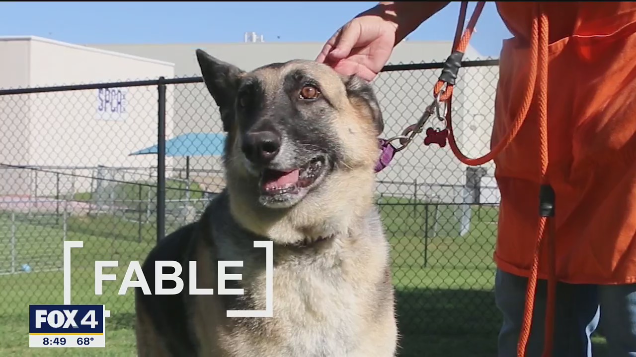 Dog of the Day: Fable