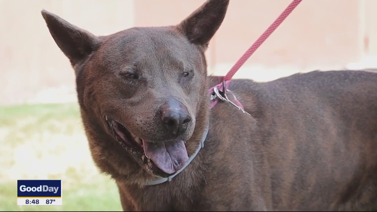 Dog of the Day: Lucy