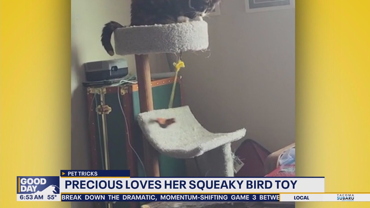 Pet Tricks for Monday, November 11